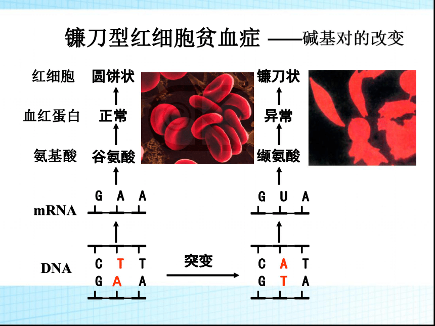 高中生物人教版必修二第五章第1节  基因突变和基因重组  课件（26张PPT）