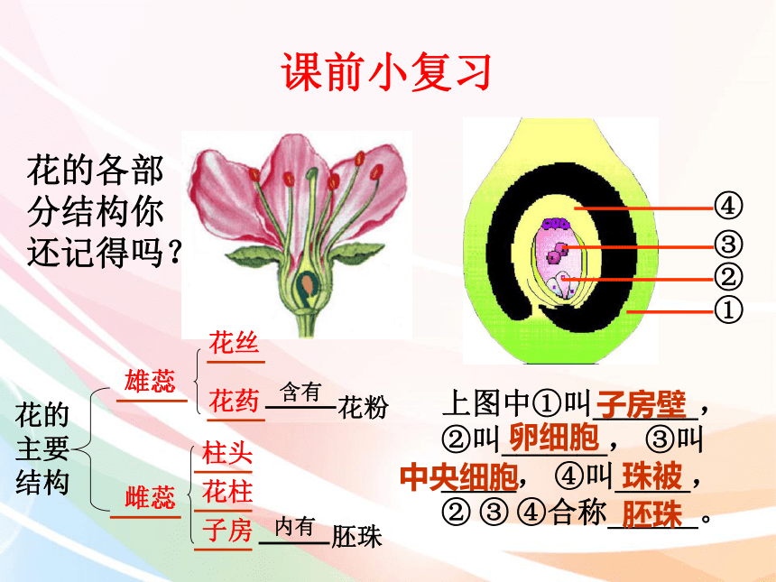 花和果实的关系图图片