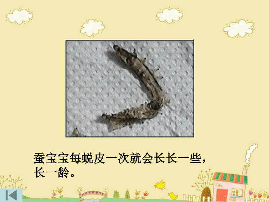 2蚕的生长变化 课件