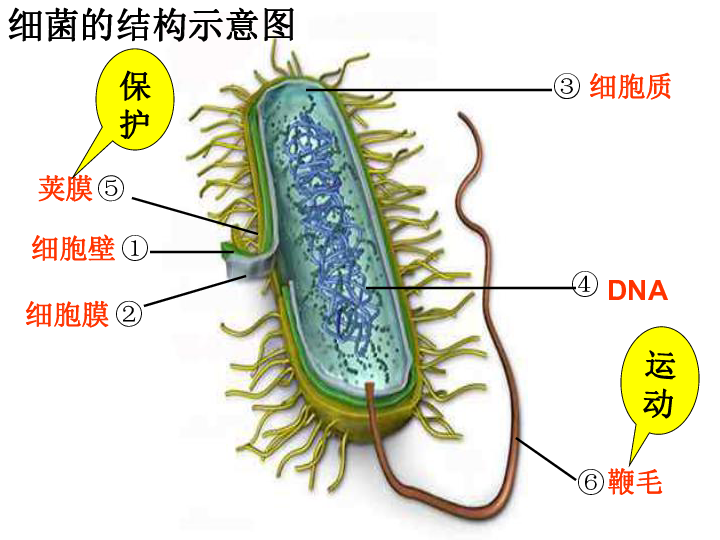 细菌的结构图及名称图片
