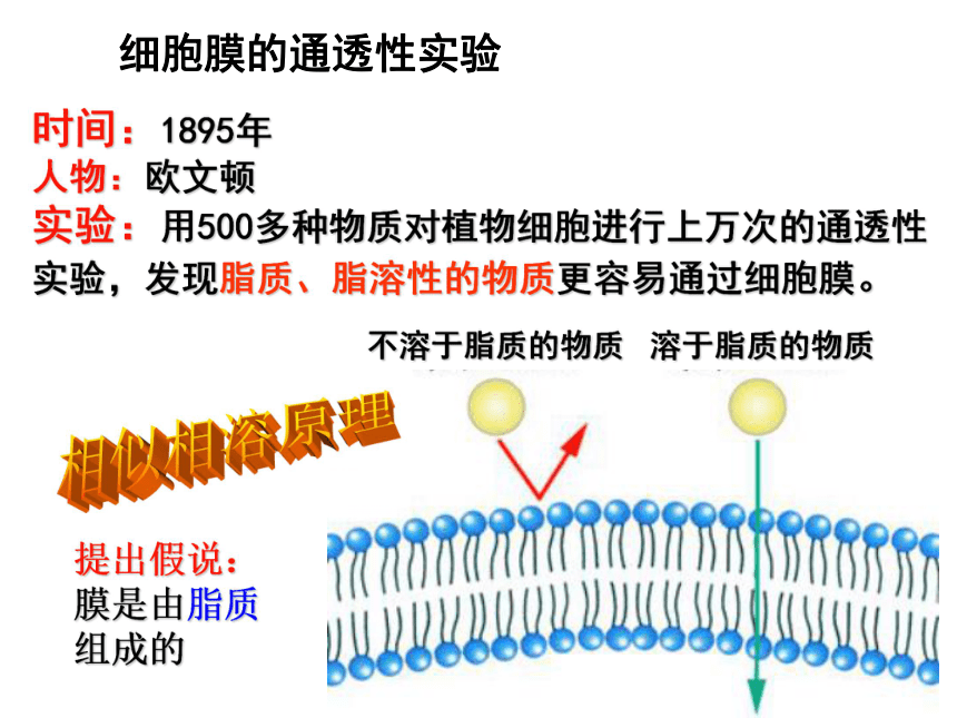 人教版必修一第四章第二节生物膜的流动镶嵌模型（共29张PPT）