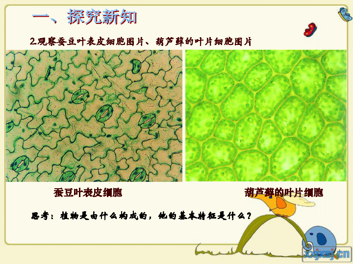 小學科學 青島版 五年級下冊 第一單元 人的一生 1 細胞 課件