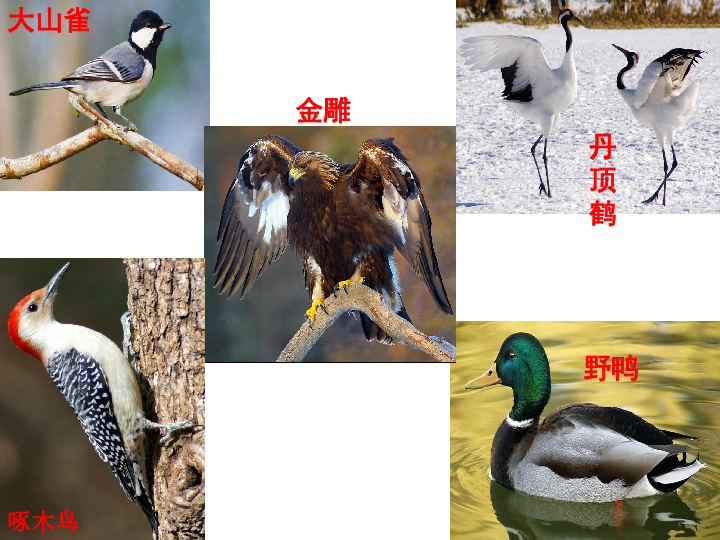 　生物圈中的其他生物第一章 动物的主要类群  第六节 鸟课件（共15张PPT）