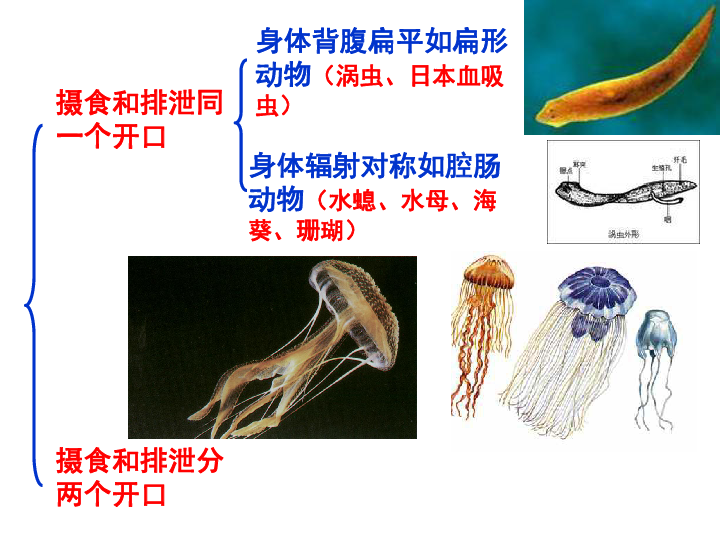 浙教版七年級上冊第2章觀察生物第二節常見的動物(第3課時)