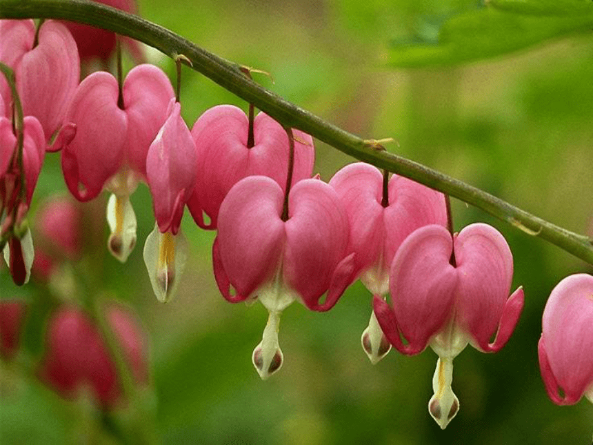 《花钟》课件