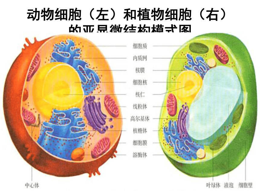 浙科版高中生物必修一23细胞质共67张ppt