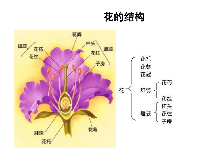 玫瑰花的结构示意图图片