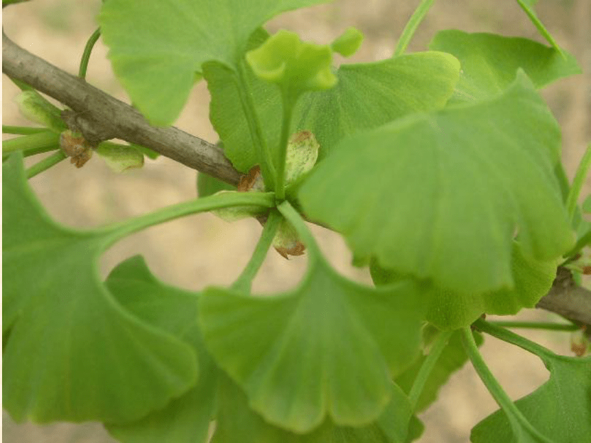 土壤与植物