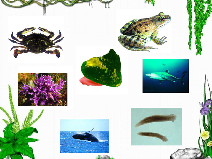 苏科版七年级下册生物 10.1水中的动物 课件(47张PPT)