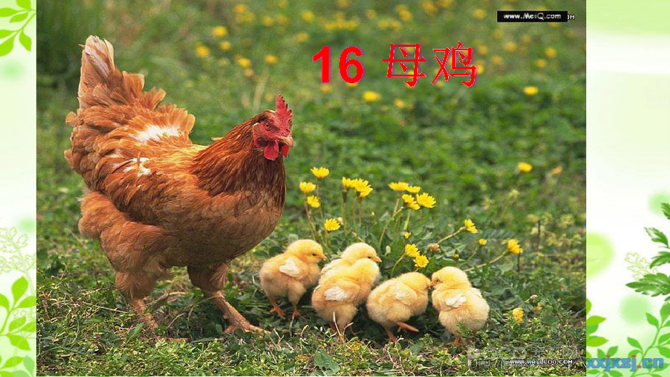 16 母鸡课件（20张PPT）