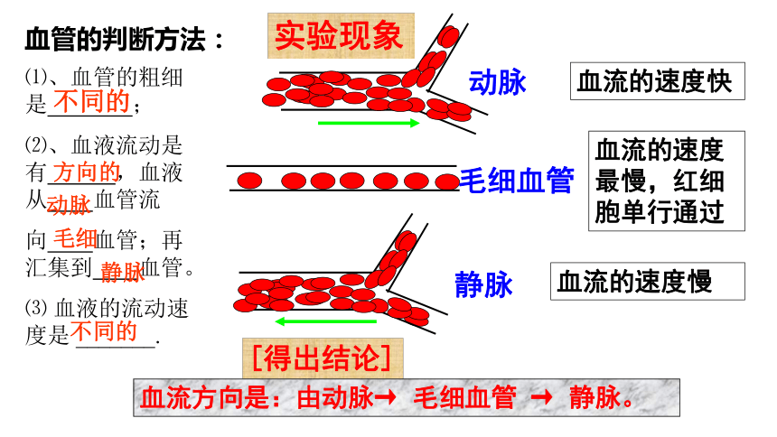 442血流的管道血管课件共28张ppt