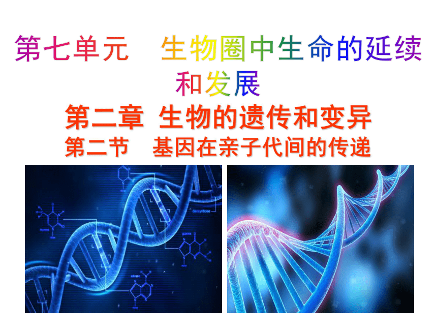 【教师原创】人教版生物八下7.2.2  基因在亲子代间的传递课件（19张ppt）