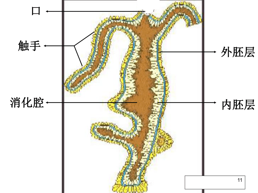 5-1-1 腔肠动物和扁形动物 课件（共46张PPT）