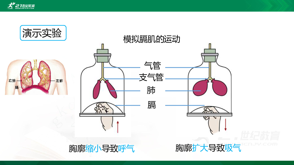 第四单元第三章第二节发生在肺内的气体交换-同步课件（20张PPT）