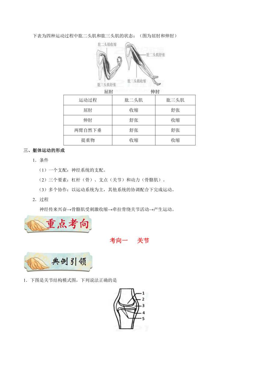 考点34 动物的运动-备战2018年中考生物核心考点全突破