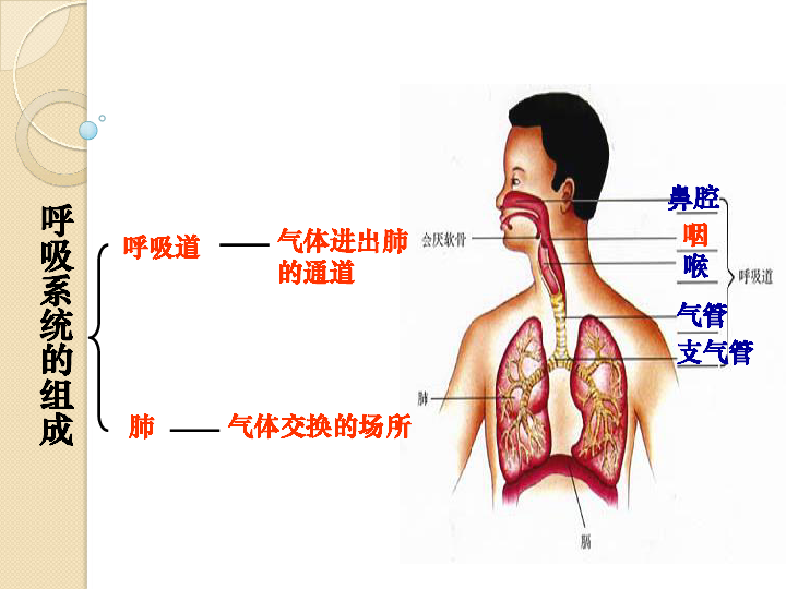 人教版七年级下册4．3．1呼吸道对空气的处理课件 （共19张PPT）