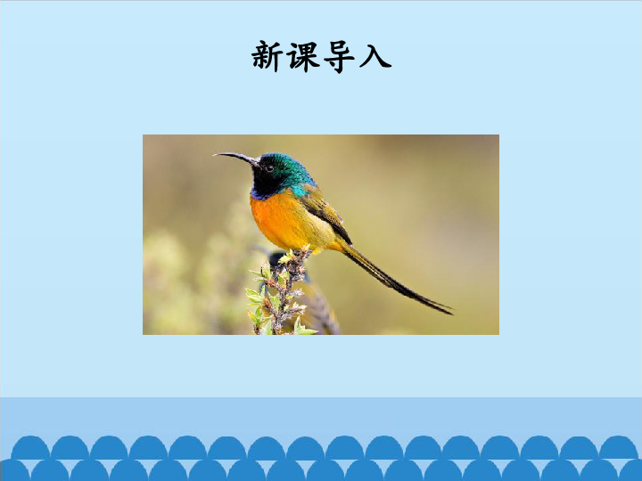 四年级下册科学课件-2.6 鸟与人类的关系、保护鸟类-北京课改版(共18张PPT)