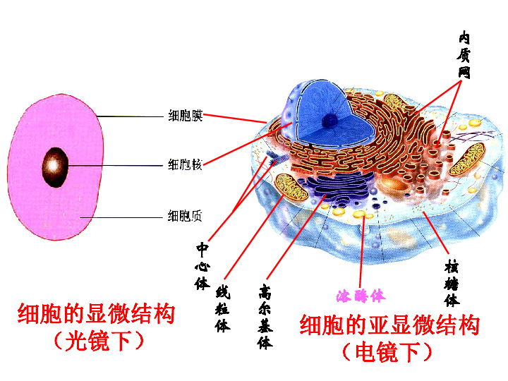 細胞器