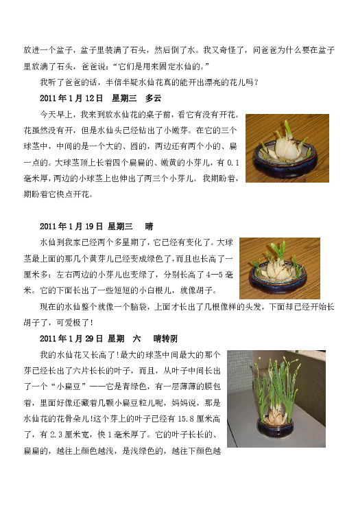 水仙花生长过程表格图片