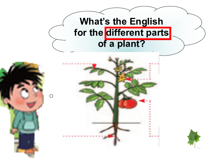 Unit 2 What do flowers do? Lesson 7 课件 17张PPT