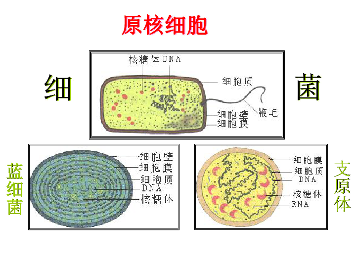 原核细胞结构模式图图片