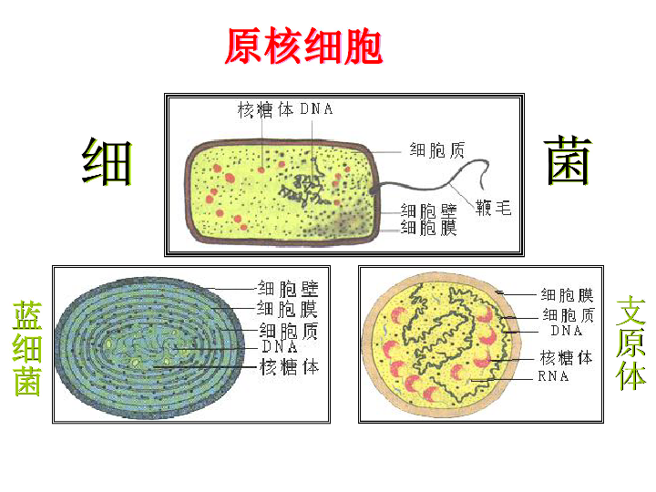 原核细胞下载