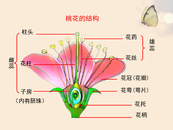 梅花的结构示意图图片