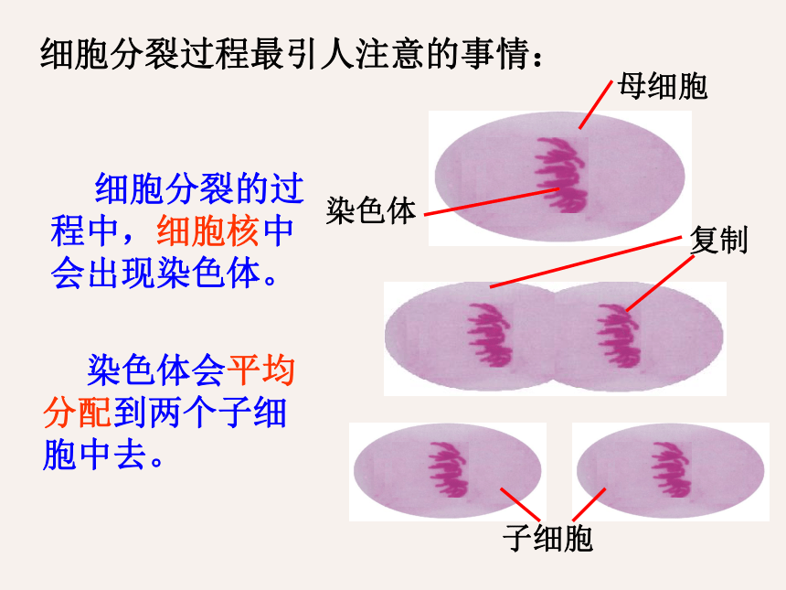 2.3 生物体的结构层次（细胞的分裂、生长和分化）