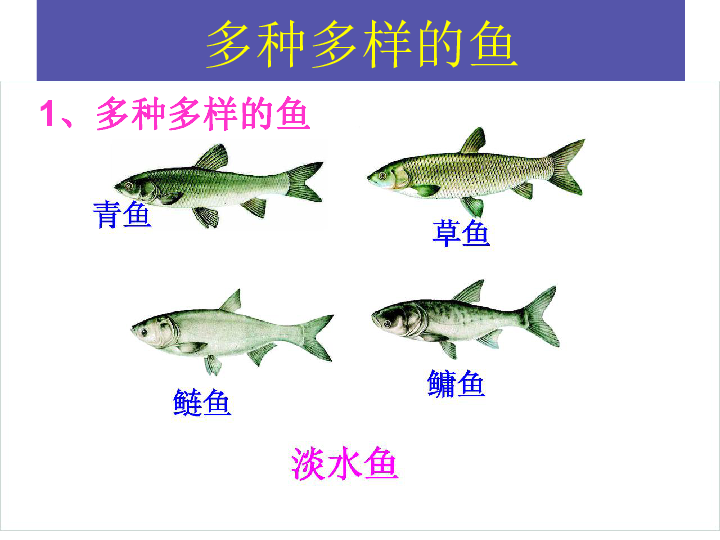 人教版八年级上册生物  5.1.4 鱼 课件 (20张PPT)