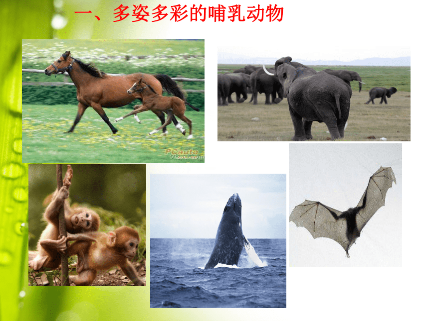 人教版八年级上册1.7哺乳动物课件（28张ppt）