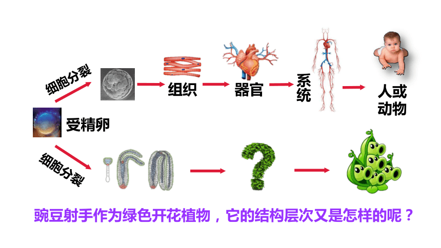 人教版生物七年级上册223植物体的结构层次课件32张ppt嵌视频