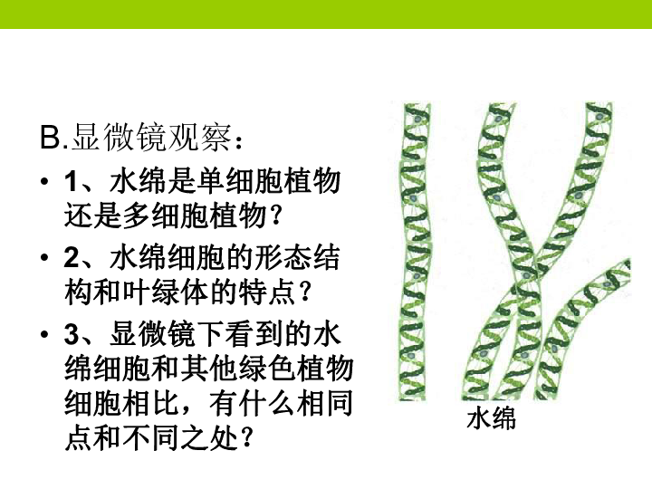 冀教版七上生物 3.3藻类植物 课件  (16张PPT)