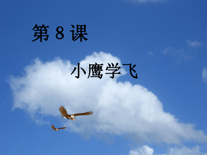 2017秋二年级语文上册第8课小鹰学飞课件苏教版