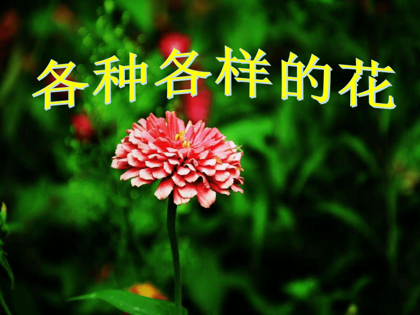 2各种各样的花