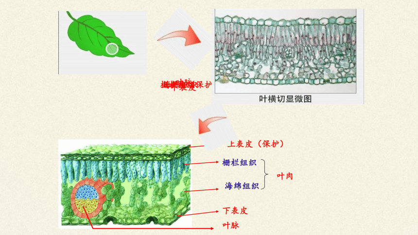 北師大版生物七年級上冊51光合作用2課件共12張ppt