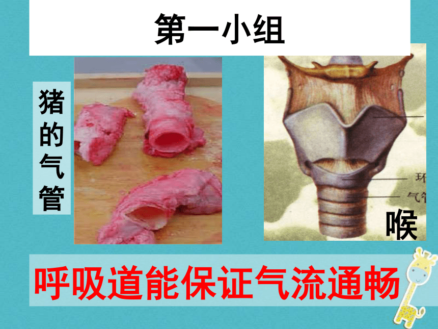 广东省中山市七年级生物下册第四单元第三章人体的呼吸（呼吸道对空气的处理）课件（新版）17张PPT            新人教版