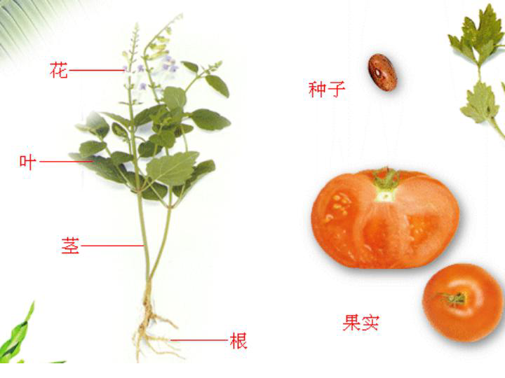 华师大版科学八年级上册4.1绿色开花植物的营养器官 (课件  共33张PPT)