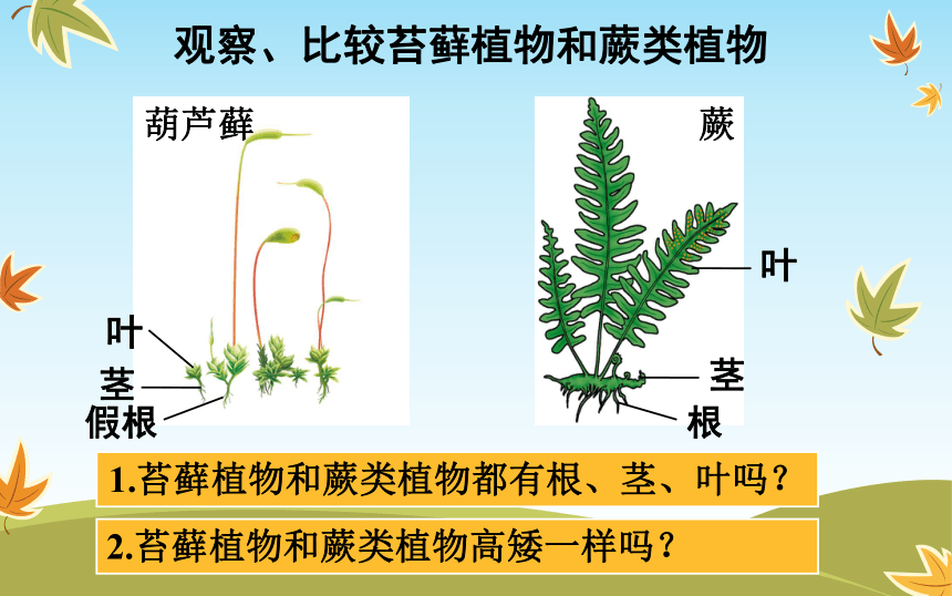 北师大版八年级生物下册7223植物的主要类群第1课时苔藓植物和蕨类