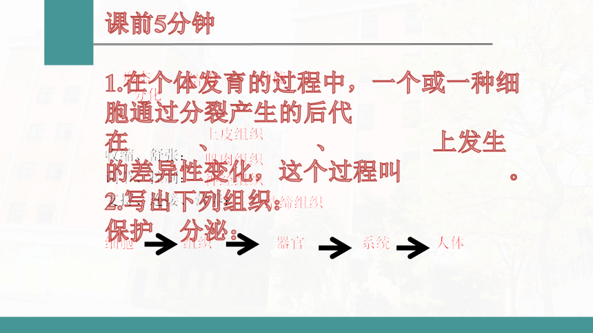 2.2.3 植物体的结构层次  课件(共23张PPT)  2021-2022学年人教版七年级生物上册