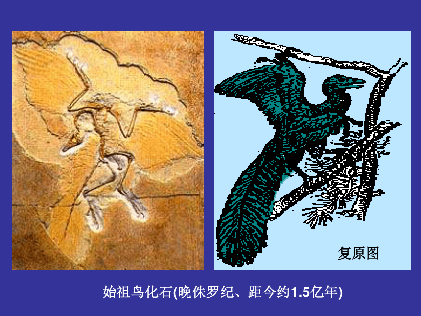 2.3 生物进化（第一课时）