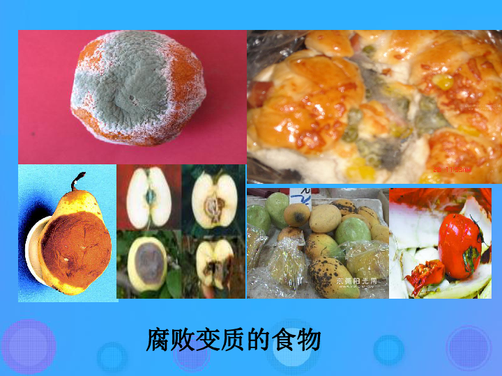 5.4.1《细菌和真菌的分布》课件（27张PPT）