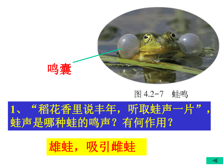 青蛙的鸣囊图片