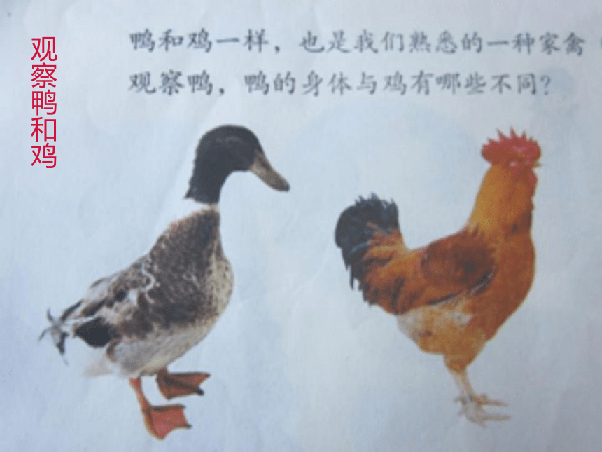第20课《鸭与鸡》课件
