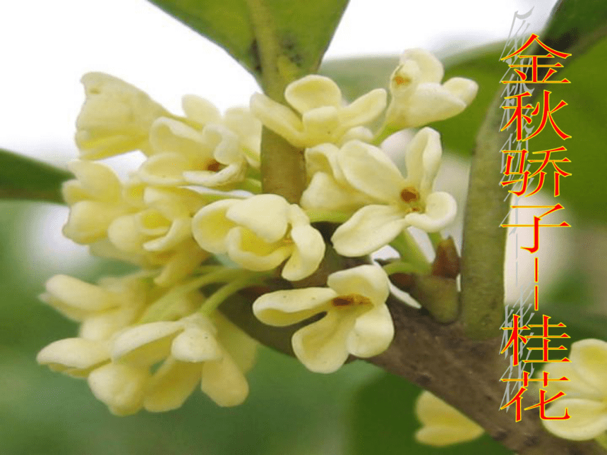 人教版七年级上册生物  3.2.3开花和结果 课件（79张）