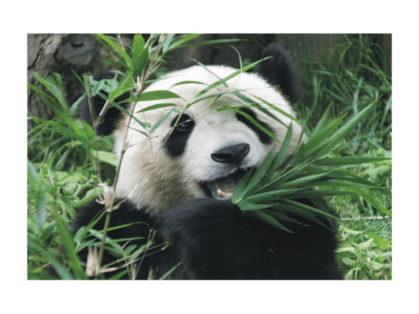 语文课件：17国宝——大熊猫（苏教版七年级下）