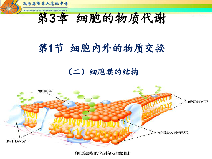 北师大版高中生物必修一第三章第一节 细胞膜的结构（共21张PPT）