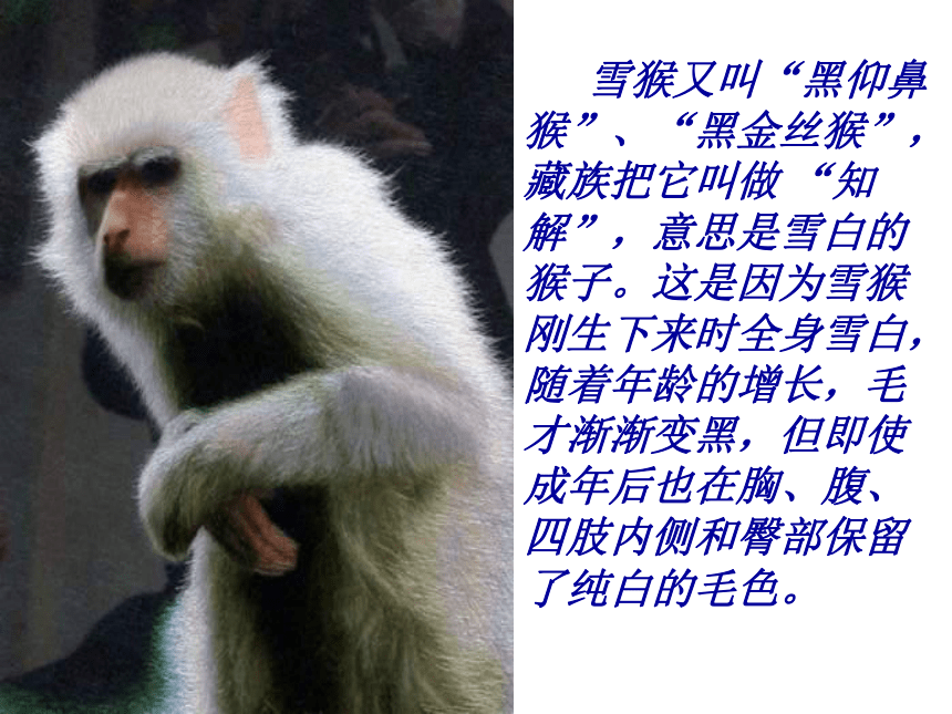 语文八年级下新教版（汉语）13《雪猴》课件（33张）