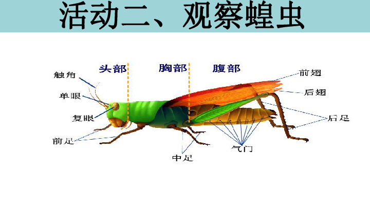 苏科版生物七年级下册5.12.2昆虫 课件(共24张PPT)
