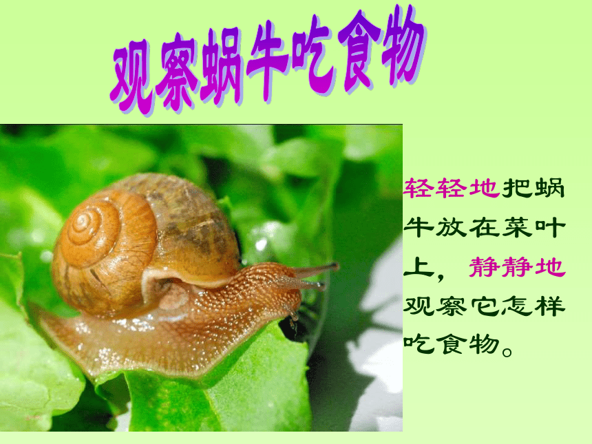 2.3蜗牛(二) 课件