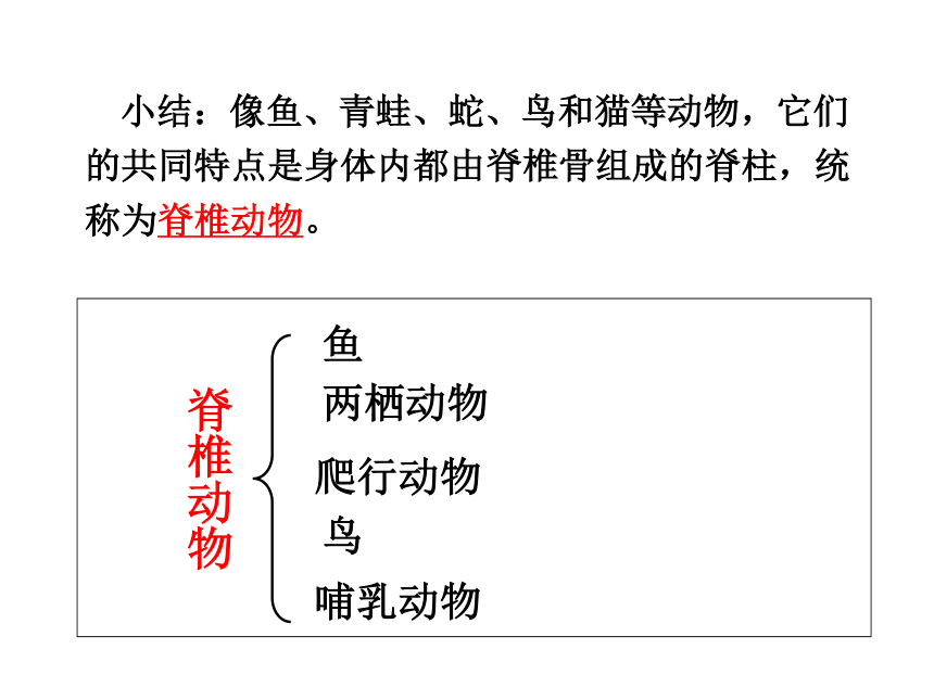 人教版生物八年上 第一章第四节 《鱼》（56张PPT）